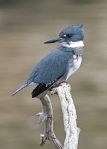 Belted_Kingfisher_m-cr